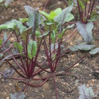 <i>Beta vulgaris</i>  L.